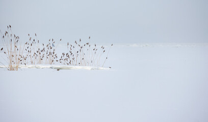 Minimal winter landscape with dry reed standing in white snow