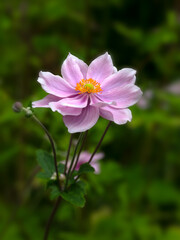Fototapeta premium Closeup of a single flower of Japanese anemone (Anemone × hybrida 'Elegans') in a garden in late summer