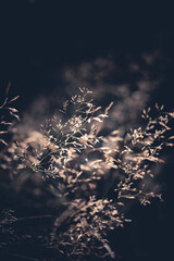 Gras