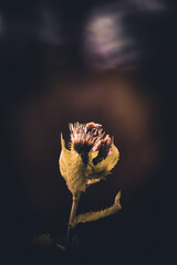 Hummel