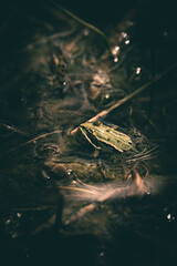 Frosch