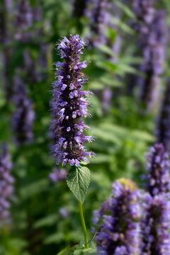 Closeup of flowers of Giant Hyssop (Agastache 'Blackadder') in a garden in late summer