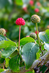 Closeup of fruits of Chinese dogwood (Cornus kousa var. chinensis 'Wisley Queen') in a garden in late summer