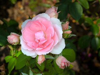 Closeup of a single flower of a rose (Rosa You're Beautiful) in a garden in summer