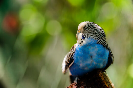 blue parakeet perched on a branch
