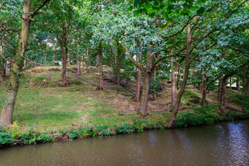 tree in the water