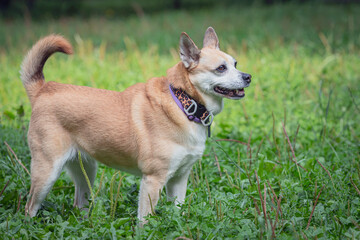 Funny mixed breed dog playing on the field while walking in the park
