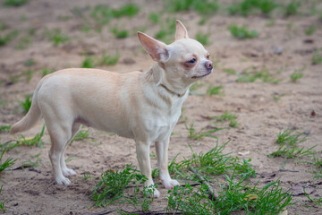 A light-colored chihuahua walks along the sand and poses.