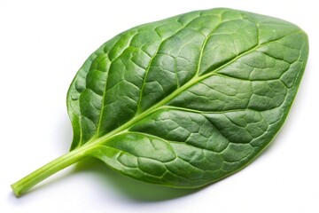 A spinach leaf on white background
