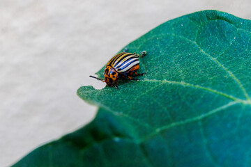 A Colorado potato beetle sits on the leaf of an augergine plant and eats holes in the leaf