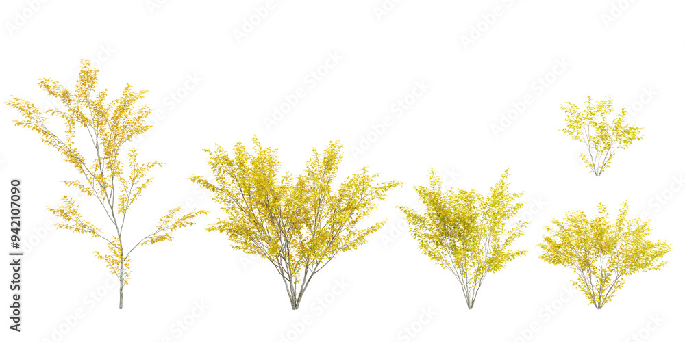 Poster set of spicebush trees on transparent background, 3d rendering