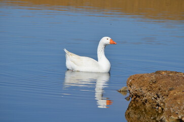 Obraz premium A lonely geese enjoying the water.