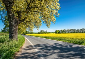 Fototapeta premium beautiful spring landscape in Sweden, yellow rapeseed fields on the side of an asphalt road