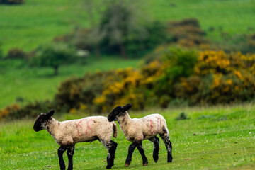 Two lambs with a number on them walking through a field.