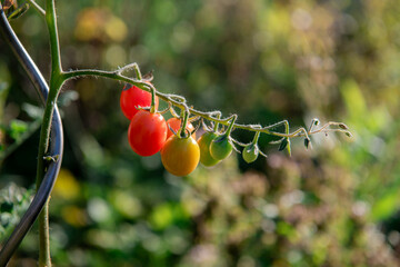 Tomatoes ripening on a branch in a greenhouse. Ripe red tomatoes on a branch.