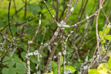 Lichen on the branches of bush in garden. Diseases of garden plants
