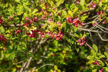 Euonymus europaeus. Unripe fruits. Poisonous shrub in the garden. Soft focus