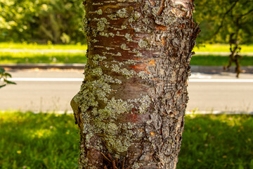 Lichen on the trunk of tree. Fungal disease of trees