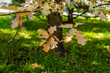 Damaged oak leaves. Oak diseases. Powdery mildew 