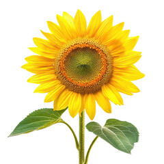Obraz premium Sunflower object isolated on transparent png.