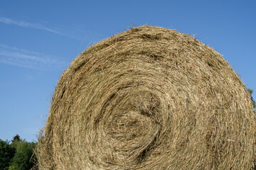 Hay bale in the country field in summer