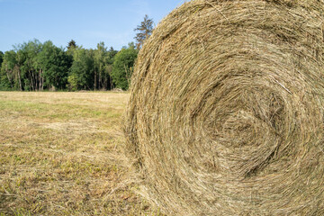 Hay bale in the country in summer