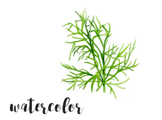 Obraz premium An Elegant Watercolor Illustration of Greenery Perfect Dill for EcoFriendly Design Projects
