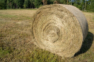 Hay bale in the farm field