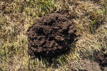 Molehill in the grass in close up