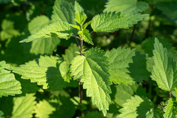 Wild green nettle in the countryside