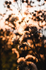 Obraz premium Dry grass in the sunlight. Dried flowers during sunset. Feelings of coziness, warmth, happiness and nostalgia.