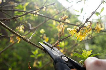 Frühlingsschnitt einer Forsythie mit Gartenschere
/ Konzept: Forsythie schneiden