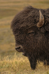 Fototapeta premium bison of Yellowstone