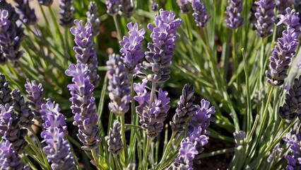 Close up view of a lavender field with purplish blue flowers