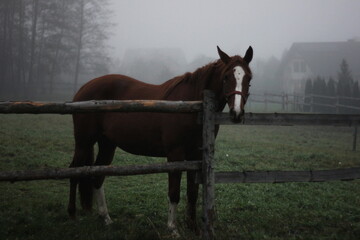 Horse Standing by a Wooden Fence on a Misty Morning