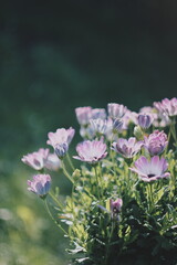 Light Purple Wildflowers in a Peaceful Meadow Scene