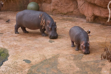 Mother Hippopotamus and Calf Relax in a Sandy Zoo Enclosure