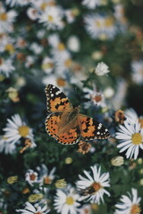 Butterfly on a White Daisy in a Sunlit Wildflower Meadow