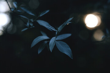 Moody Close-Up of Dark Green Leaves