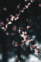 pink little flowers on a dark background 
