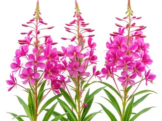 Vibrant pink fireweed flowers bloom amidst delicate, wispy stems and feathery leaves, isolated on a white background, perfect for graphics, illustrations, and design elements.