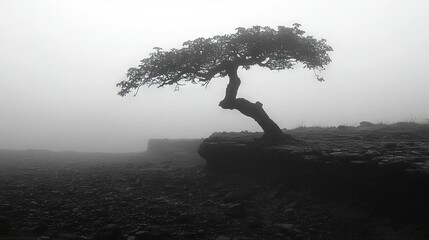  Black-and-white image of a solitary tree amidst fog on rocky cliff