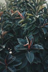 Egzotyczne zielono czerwone kwiaty z dużą ilością liści