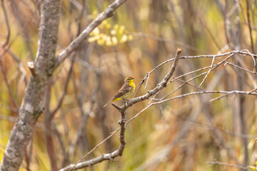 The palm warbler (Setophaga palmarum). A palm warbler during its spring migration