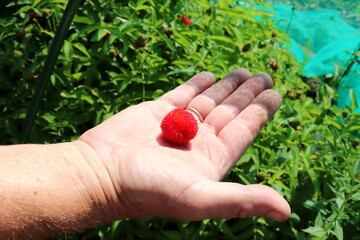 Ripe red Tibetan raspberry on a mature male palm against a green bush on a summer sunny day. Horizontal photo, male hand, close-up