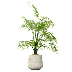 Areca palm isolated on transparent Canvas