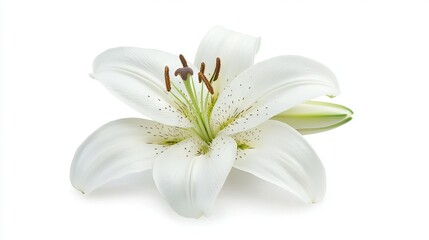 Fototapeta premium White flower on white background, close-up view Text space below image