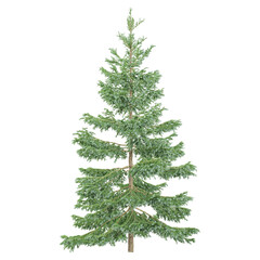 Bare Christmas tree on isolated Canvas from top view