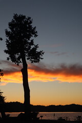 Tree Silhouette against Orange Clouds sunset at Bass Lake California