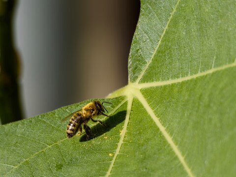 Honeybee sitting on a leaf, with its body covered in yellow pollen, brushing off the pollen